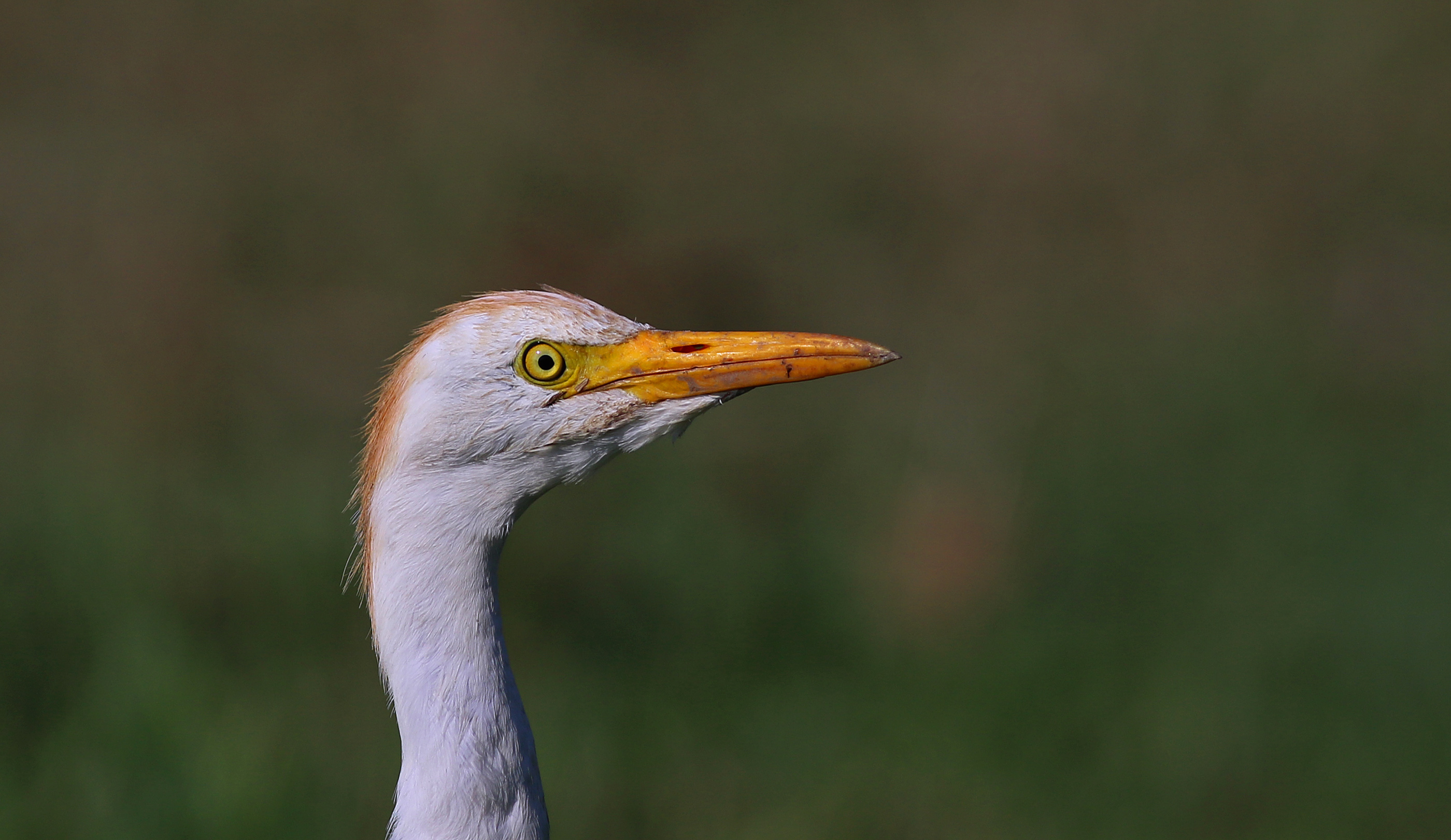 Cattle Egret